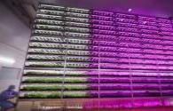 Japanese LED plant factory under the epidemic