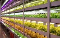 Japanese plant factory adopts artificial lighting system