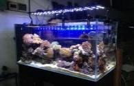 Kyocera developed a full spectrum LED aquarium lighting