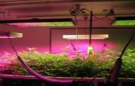 LED Grow Light Market Scale Forecast