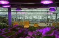 LED Grow Light market faster growth