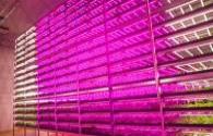 LED Grow lighting market outbreak