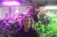 LED grow light application prospects