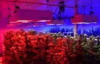 LED grow light greenhouse plant  Applications