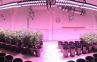 LED grow light market capitalization of $ 3 billion