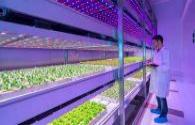 LED grow lighting can cultivate fresh vegetables