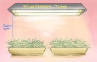 LED grow lights helps herbs bring higher returns
