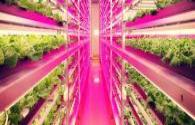 LED grow lights improve agricultural output