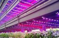 LED grow lights seize $ 60.65 billion from global garden market