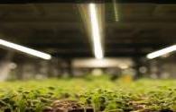 LED grow lights will be used for plant spectral research