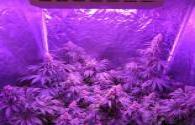 LED has become the best light source for grow light