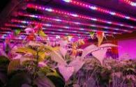 LED insecticidal lamps illuminate the green development path of the mango industry in Panzhihua City, Sichuan