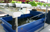 LED light source to play a greater role in aquaculture