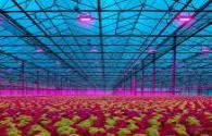 LED lighting achieves a 6% reduction in lettuce emissions in plant factories!