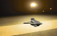 LED lighting affects the behavior of insects and birds