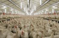LED lighting applied to the field of poultry