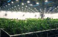LED lighting business layout plant lighting
