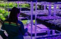 LED lighting helps Scottish vertical farm cut energy consumption by 50%
