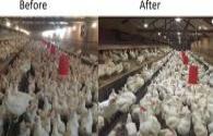 LED lighting performance in chicken farm