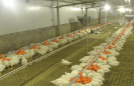 LED lighting requirements apply to laying hens