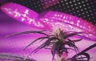 LED lighting saves Canadian marijuana's huge power consumption