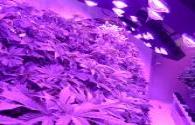 LED grow lighting significant advantage on medicinal plants