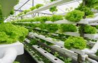 LED lighting system helps vertical agriculture and greenhouse crops increase yield