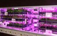 LED plant factory brings innovation