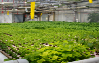 LED plant factory cantaloupe yield is 8 times of the greenhouse