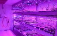 LED plant factory fill lighting method