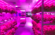 LED plant lighting becomes standard for smart plant factories