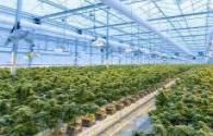 LED plant lighting blue ocean market opens