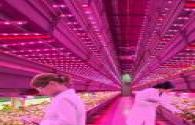 LED plant lighting global research process analysis