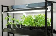 LED plant lighting is beneficial to greenhouses, but standards need to be improved