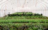 LED plant lighting is good for greenhouses but needs to be standardized