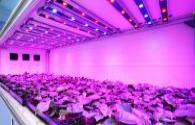 LED market lighting for horticultural plants