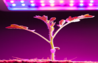 LED plant lighting power supply industry continues to be hot