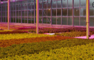 LED plant lighting promotes the optimization of local planting structure