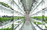 LED prices push LED agricultural lighting