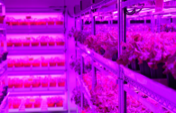 LED vertical farm flourishes