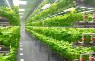 LED vertical farms are more efficient and productive