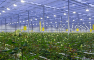 Leveraging LED lights, Zhejiang Plant Factory efficiently grows crops
