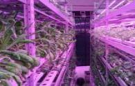 Malaysia "opens LED plant farms" in shopping malls