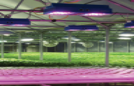 Natural light full-spectrum LED has become a new trend in lighting development