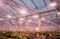 New American Horticultural Lighting Alliance established
