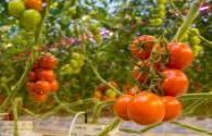 New Zealand greenhouse uses LED plant lights to improve tomato quality