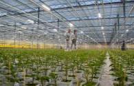 Nichia joins hands with Dutch agricultural companies to further develop the LED horticultural lighting market