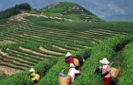 Orchard in Zhengwan Village, Nanping Town, Simao District, Pu'er, Yunnan