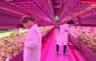 Osram expands LED plant lighting business