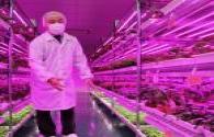 Panasonic indoor vegetable farms use purple LED lamp lighting